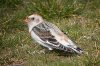 Snow Bunting at Shoebury Coastguards (Steve Arlow) (87722 bytes)